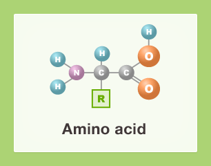 Amino acid