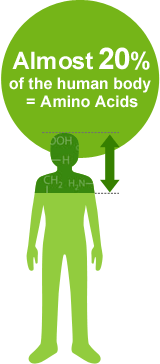 Almost 20% of the human body
= Amino Acids