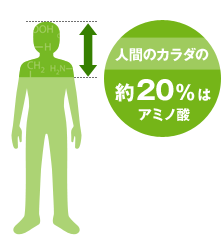 人間のカラダの約20%はアミノ酸