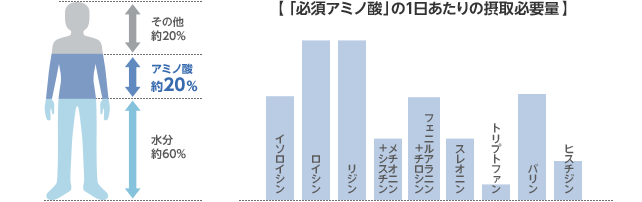 必須アミノ酸の1日あたりの摂取必要量