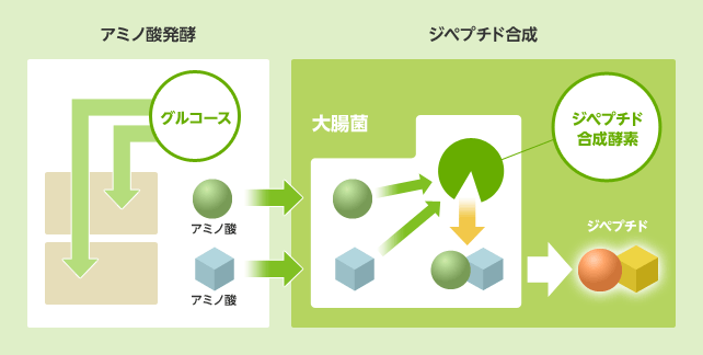 アラニルグルタミンの工業的製造法を確立